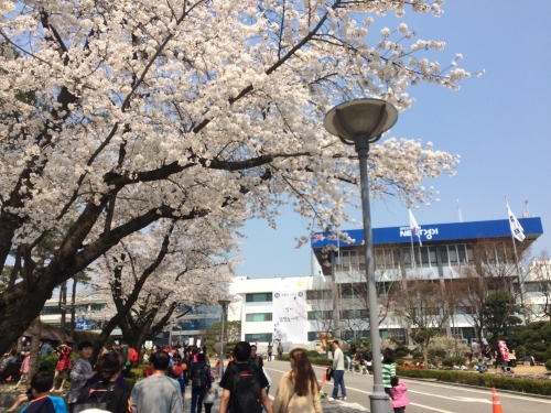 벚꽃축제가 한창인 경기도청 일원 따뜻한 날씨에 벚꽃이 만개한 경기도청