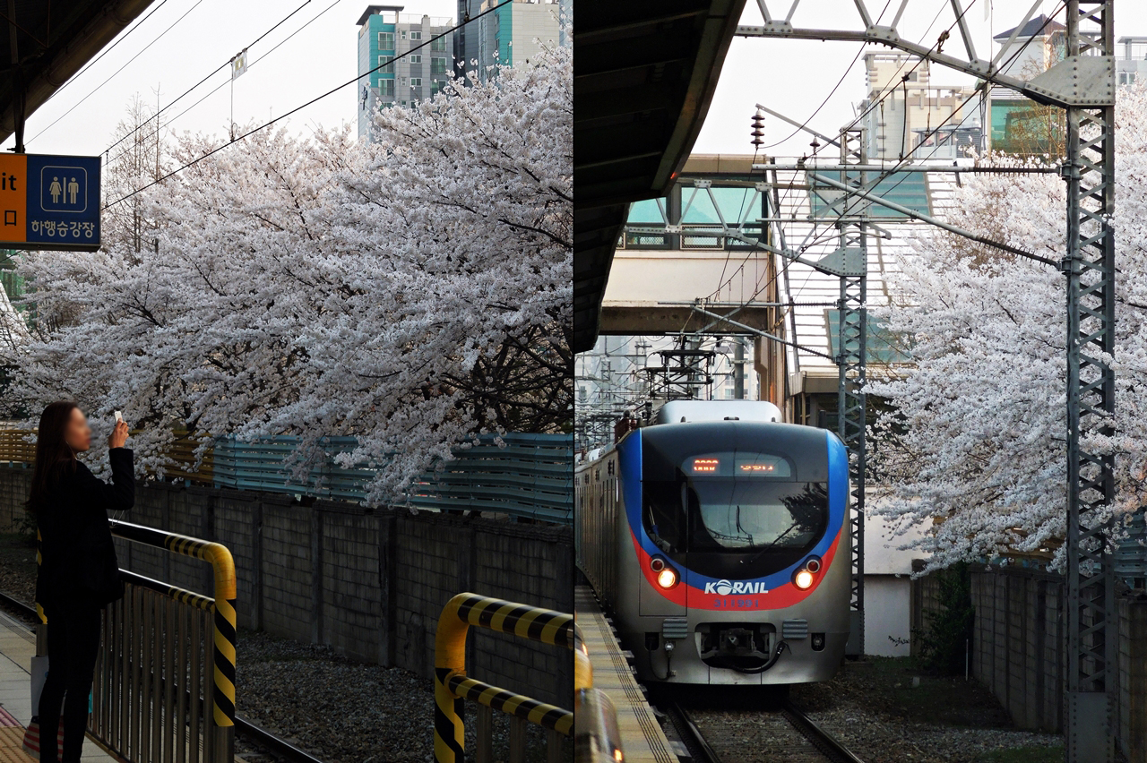 열차를 기다리는 한 승객이 앞에 있는 벚꽃을 찍고 있다. 석수역은 선로 옆에 벚꽃이 있어 조금 특별한 느낌을 준다