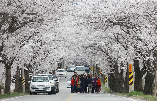  12일 함양 백운산 벚꽃터널.