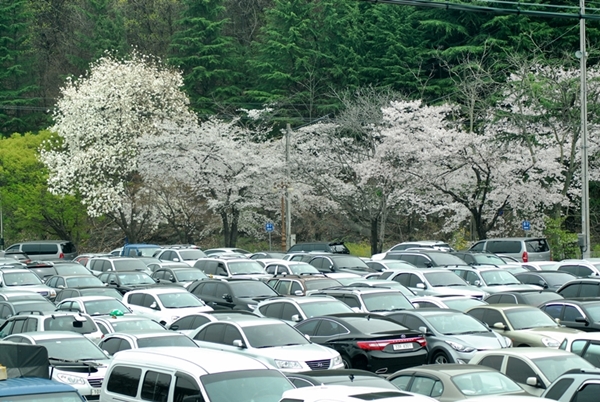 벚꽃이 만개한 직지사 주차장은 차를 댈 곳이 없을 정도로 붐빈다