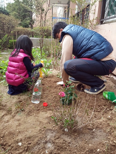 꽃나무 주변정리 꼭꼭 눌러주고 물도 주고….