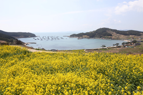 청산도 풍경. 노란 유채꽃이 반원형의 도락리 해변을 배경으로 펼쳐진다. 지난 4월 8일 풍경이다.
