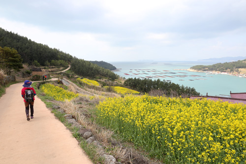 청산도 당리마을에서 화랑포로 가는 길. 푸른 바다를 배경으로 노란 유채꽃이 활짝 피어 있다. 지난 4월 8일 모습이다.