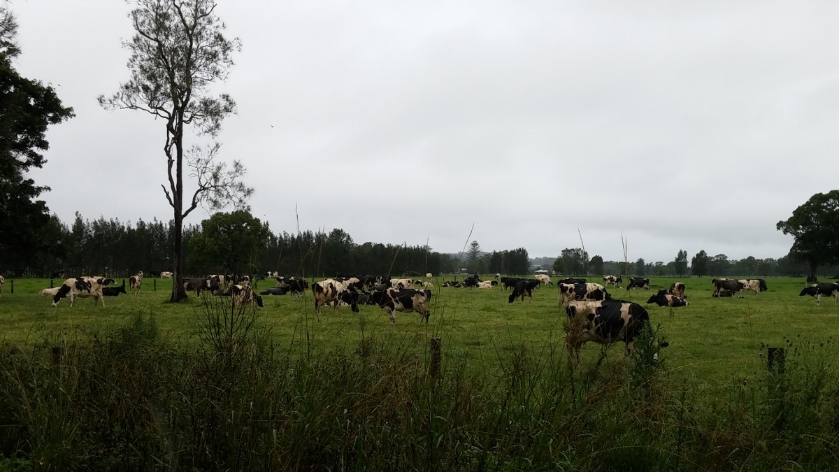 소를 방목하는 호주에서 흔히 볼 수 있는 풍경. 무어랜드(Moorland)근처는 우유를 많이 생산하는 지역이다. 