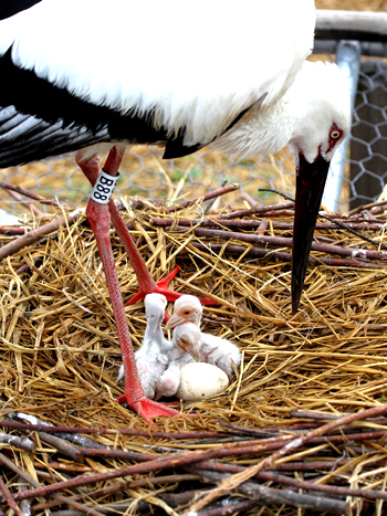 예산황새공원에서 자연부화에 성공한 어미황새가 새끼들을 돌보고 있다. 