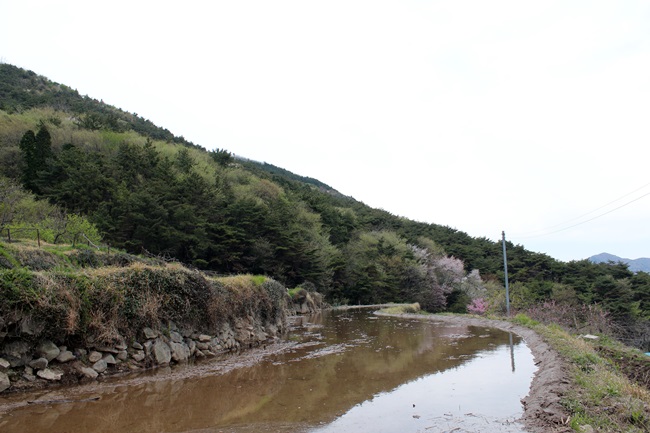  여수 상암초등학교 뒤 봉우재 오르는 산행길, 봄꽃이 막 이것저것 피어나는 시기, 부지런한 농부는 벌써 논을 갈아 물을 받았습니다.