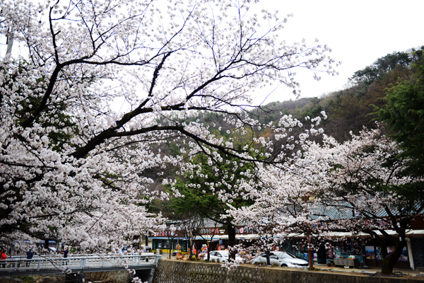 김천 직지사 입구 하천변에 벚꽃이 만개하였다.