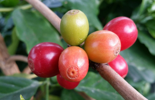 커피 열매. 주동일씨가 전남 고흥에서 키우는 유기농 국산 커피나무의 열매다.