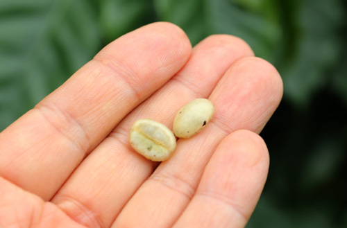 커피 열매에서 뽑아낸 씨앗. 열매 하나에 두 개식 들어 있다.