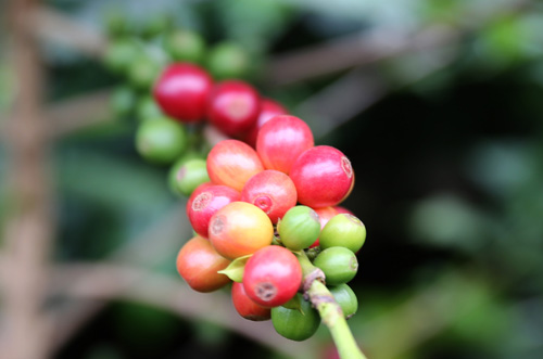 가지에 주렁주렁 달린 커피 열매. 녹색으로 맺힌 열매가 빨갛게 익어가고 있다.