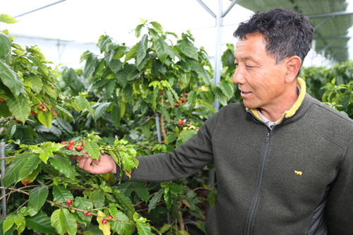 주동일씨가 커피나무의 열매를 살펴보고 있다. 전남 고흥에서 커피를 재배하고 있는 그는 앞으로 고흥을 진한 커피고을로 만들고 싶다고 밝혔다.