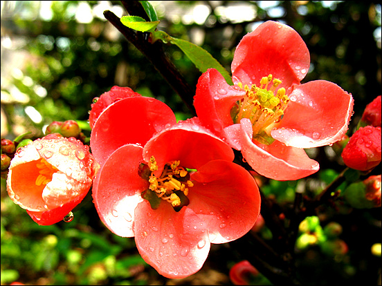 “제1회 동아1단지 아파트 주민화합 벚꽃축제” 현장 인근에 아름답게 핀 명자꽃 자태가 아름답다. 