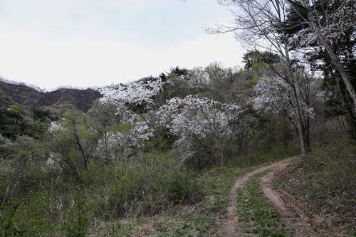 지난 18일 만난 화순 백아산 대판골 산나물공원 풍경. 산나물이 지천인 산길을 따라 하얀 산벚꽃이 활짝 피어 있다.