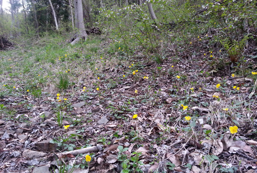 노란 꽃을 피운 피나물 군락. 산길 여기저기에 흩어져 있다.