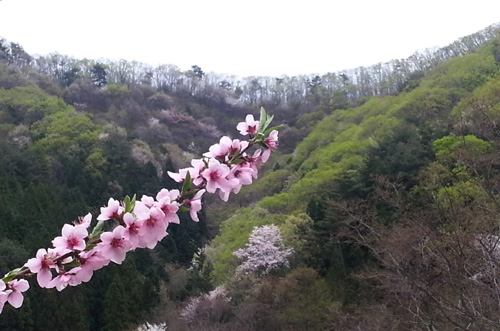 개복숭아꽃과 어우러진 백아산 자락. 하얀 산벚꽃과 연녹색의 숲이 조화를 이뤄 아름답다.