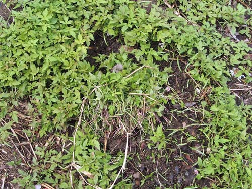 성내천 한국체대 부근에서 지금 발아한 환삼덩굴 새싹이 이렇게 자라고 있습니다. 지금 제거하면 가을에 갈대 억새 등 각종 토종식물이 무성할 것입니다. 