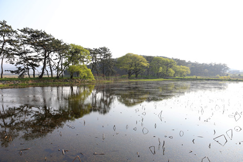 무안 용연저수지 풍경. 백로와 왜가리 서식지로 알려진 전남 무안군 무안읍에 있다.