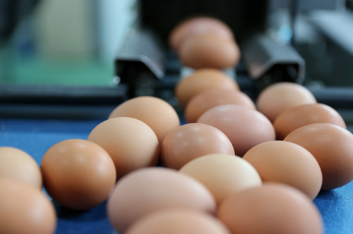 자동세척기에서 세척 과정을 거쳐 나오는 유정란. 대통찜란의 재료가 될 달걀이다.