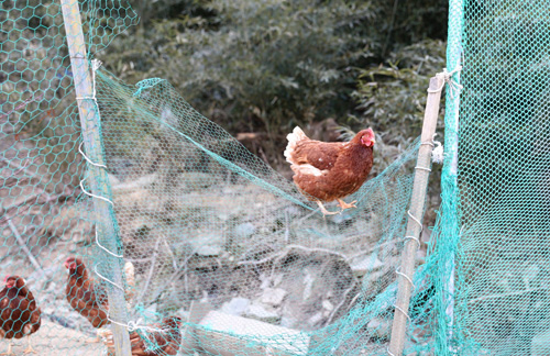 귀농인 정흥호 씨의 농원. 야산과 대밭에 풀어놓은 닭이 그물망을 넘나들고 있다. '자연벗농원'이란 이름에 걸맞게 닭이 자연과 어우러져 살고 있다.