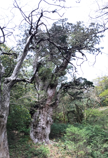 최고 수령 7200년으로 추정되는 삼나무 조몬스기, 시인 야마오 산세이는 이 나무를 '성스러운 노인'이라고 노래하였다