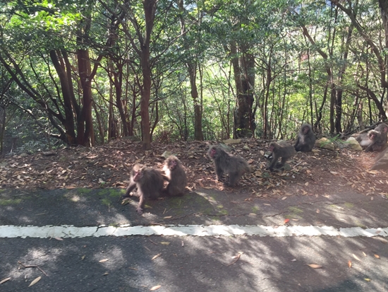 야쿠시마 서부 임도에서 만난 원숭이