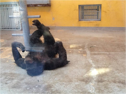 침팬지, 오랑우탄 등의 영장류는 자의식이 있어 무료함을 견디기 어려워한다. 장기적으로 전시를 포기해야 할 동물.