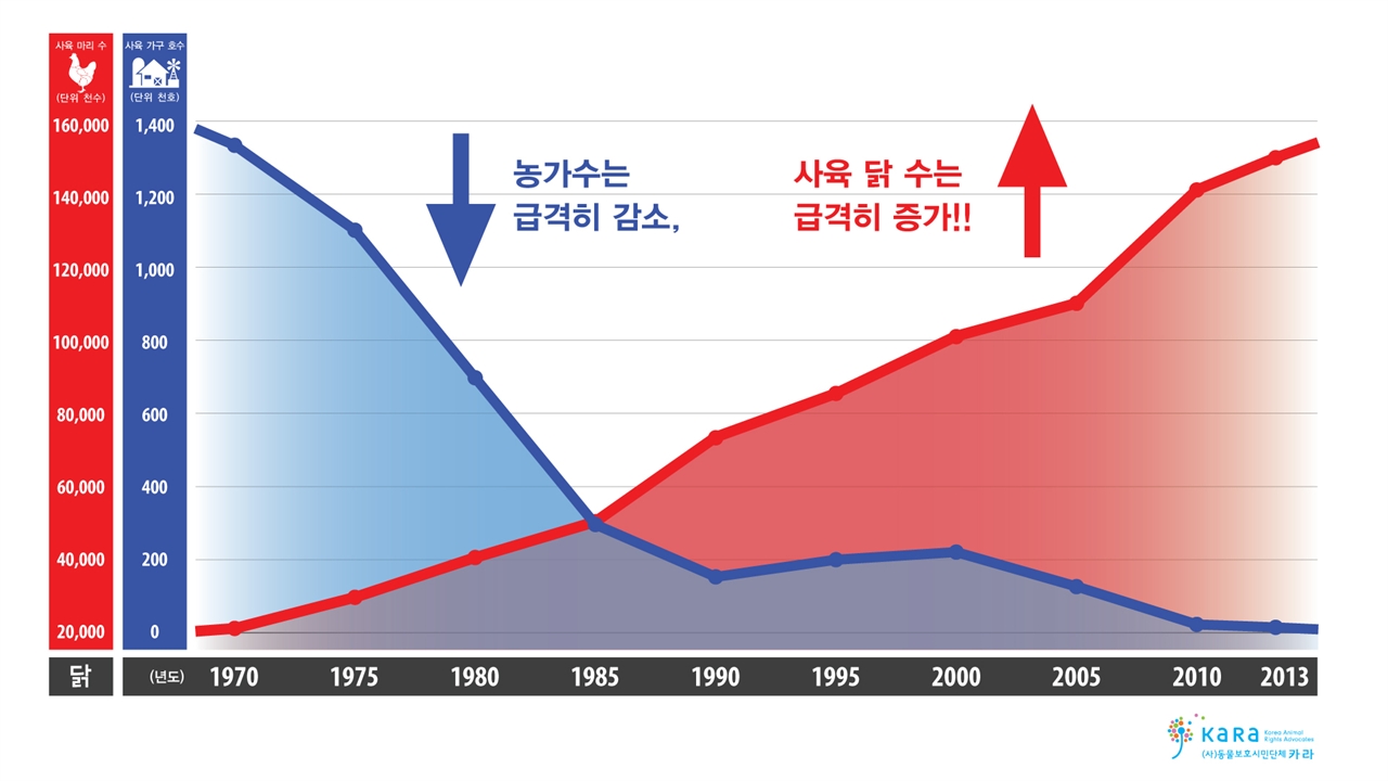 닭을 사육하는 농가 수는 급감한 반면 사육하는 닭의 총 수는 급증함