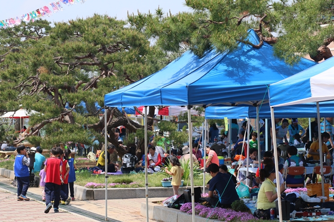 운동회 점심간 학교내 소나무숲 아래 옹기종기 둘러 앉자 즐거운 점심 식사를 하고 있다