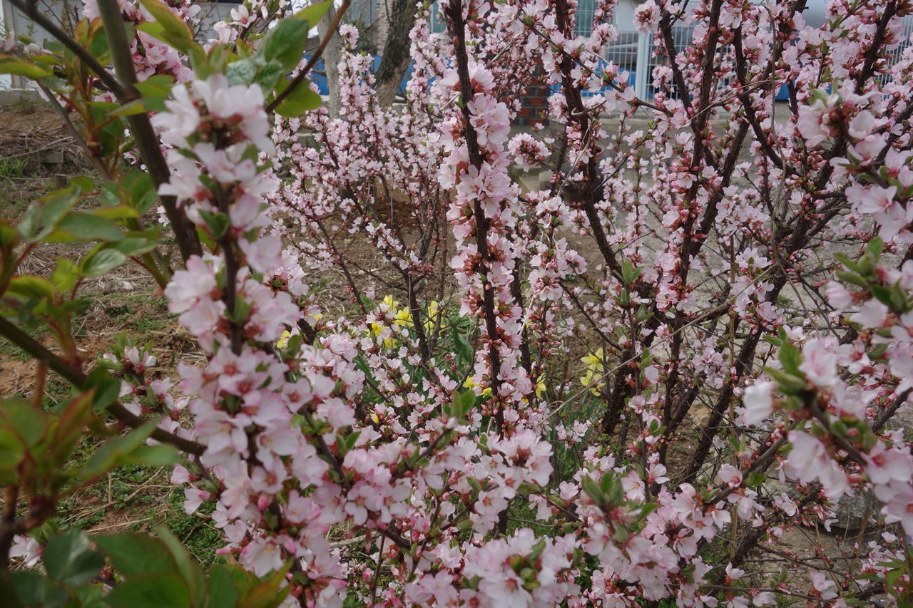      분홍색 앵두꽃이 피어나는 시골집