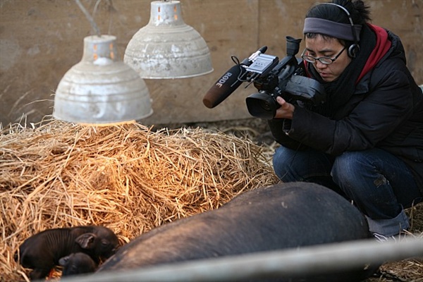 친환경 소규모 농장. 어미돼지가 볏짚 위에서 출산하는 모습을 촬영하는 황윤 감독