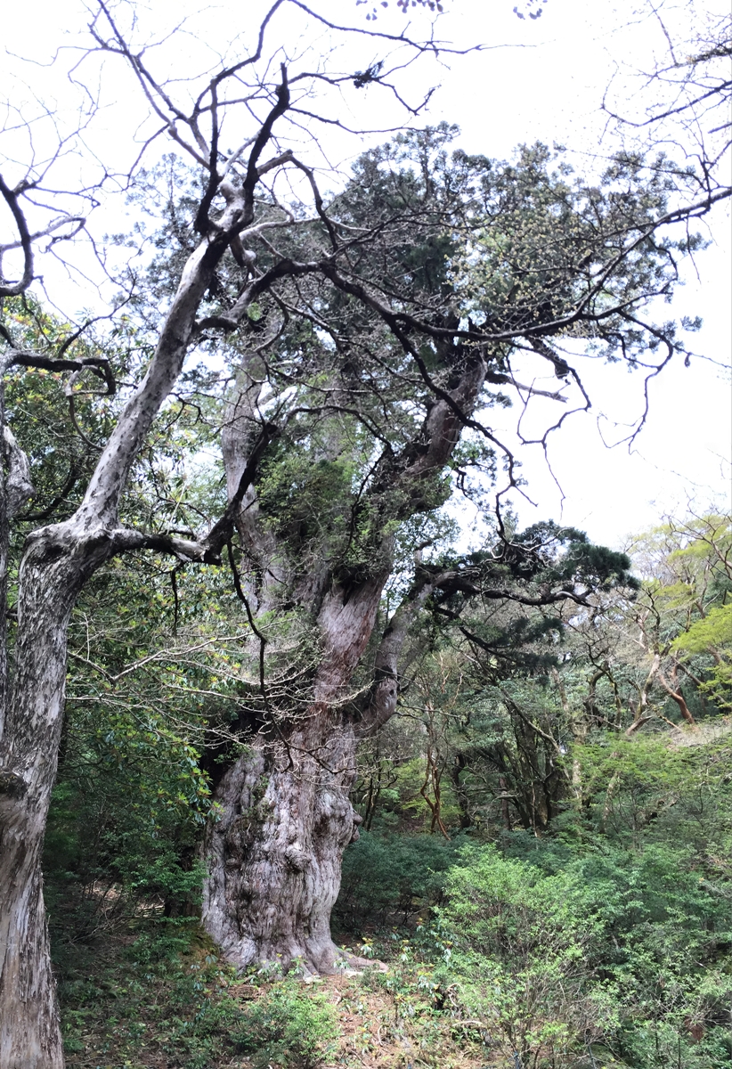 수령 7200년의 야쿠시마 삼나무 '조몬스기'