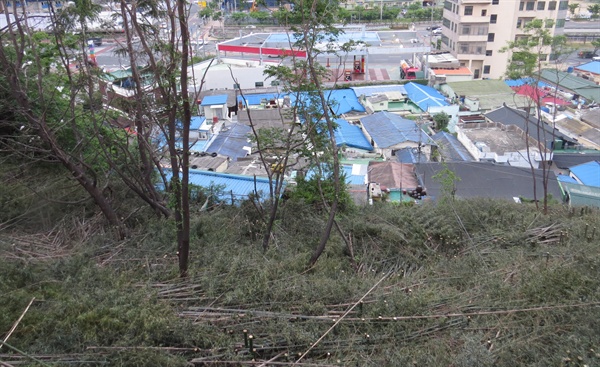 경남 창원 마산회원구 양덕동에 있는 MBC경남 소유의 대나무들이 잘려나갔다. 환경단체는 이곳에서 서식하던 백로들이 피해를 입었다고 밝혔다.
