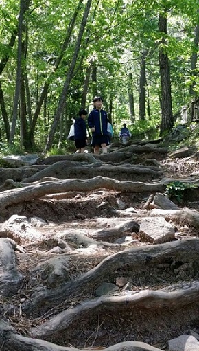 다산초당으로 올라가는 길목의 나무뿌리로 된 자연 계단이다. 다산도 이 계단을 오르내렸을 것이고, 정호승 시인도 이 계단을 오르내린 뒤에 '뿌리의 길'을 썼을 것이다.