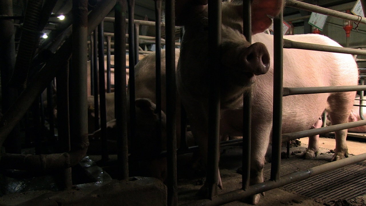 영화 <잡식가족의 딜레마> 중 한 장면. 농가에서 돼지들은 돌려눕지도 못할 정도로 좁은 공간에서 출산을 반복하고 생을 마감한다.