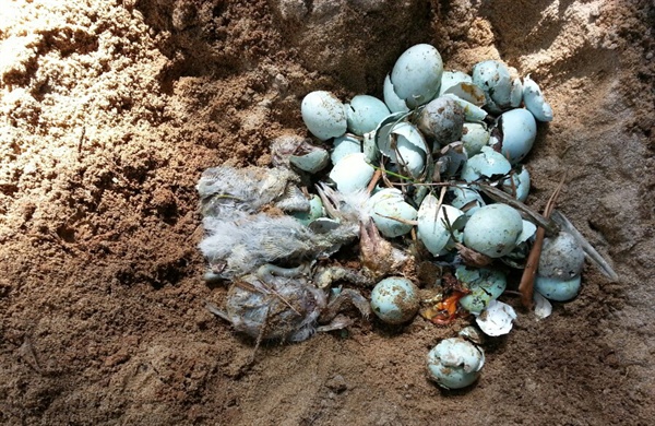 마창진환경연합은 지난 6일과 8일 두 차례 창원 마산회원구 양덕동 소재 백로서식지 훼손실태조사를 벌여 깨진알 46개를 발견했다.