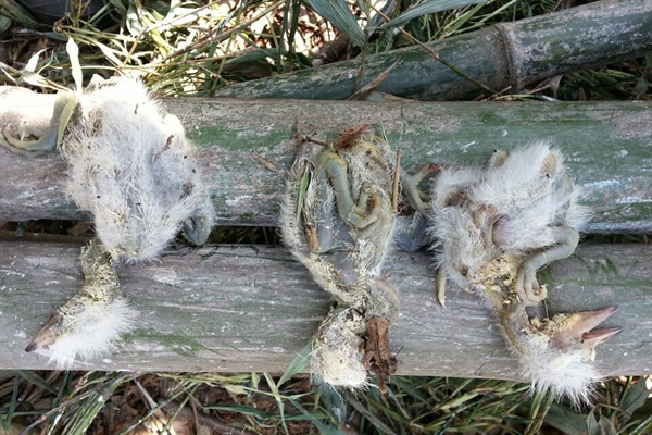 마창진환경연합은 지난 6일과 8일 두 차례 창원 마산회원구 양덕동 소재 백로서식지 훼손실태조사를 벌여 죽은새끼 3마리를 발견했다.