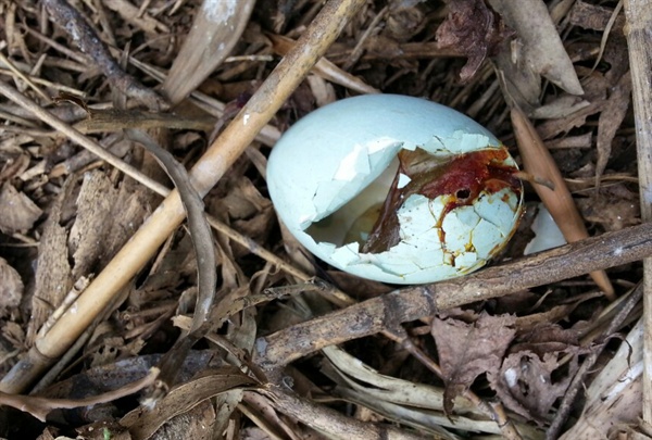  마창진환경연합은 지난 6일과 8일 두 차례 창원 마산회원구 양덕동 소재 백로서식지 훼손실태조사를 벌여 깨진알 등을 발견했다.