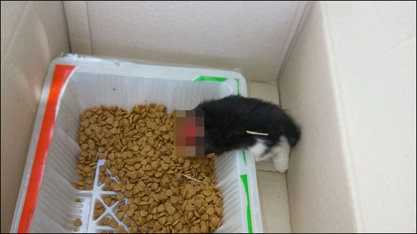 경북 경산시 진량읍의 한 아파트에서 목이 잘린채 죽은 길고양이가 발견돼 충격을 주고 있다.