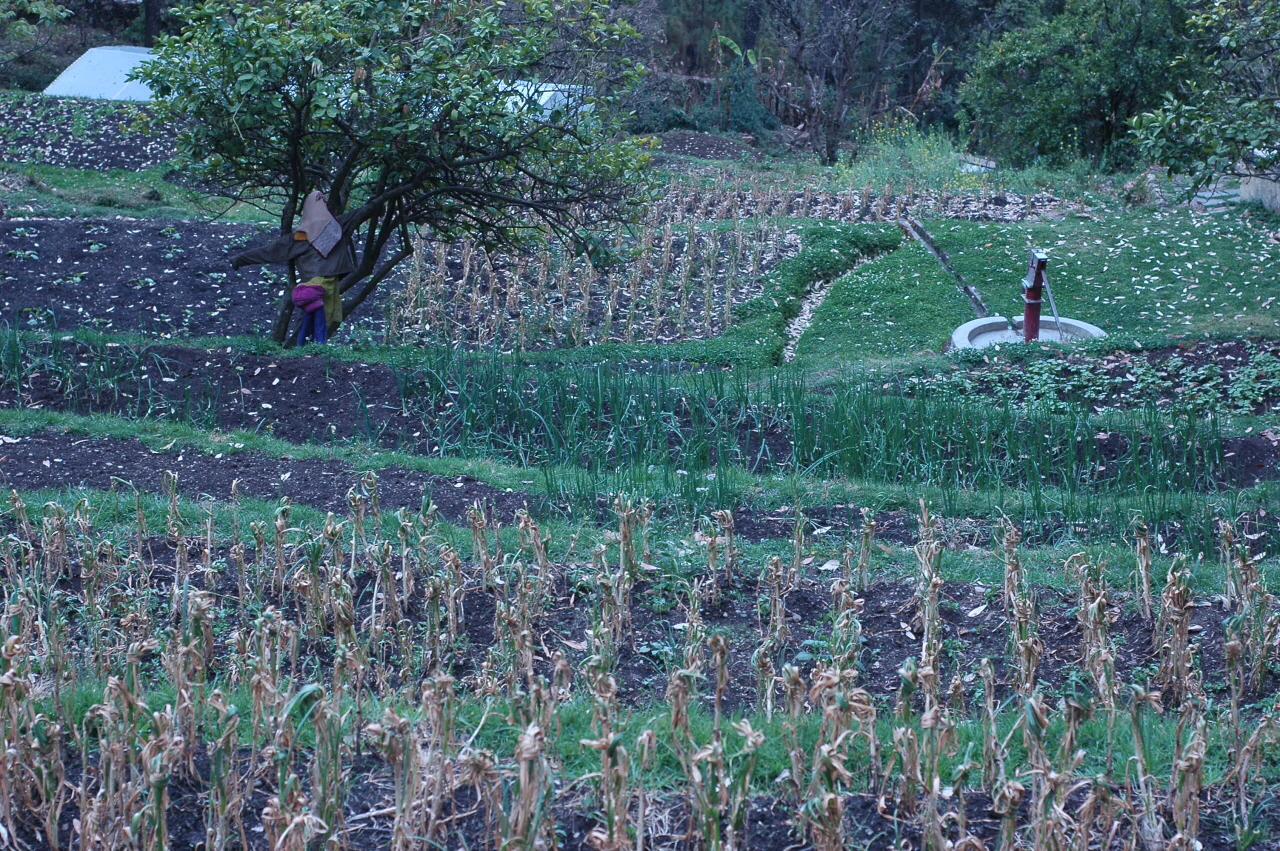 락시미 아쉬람 곳곳에 밭이 놓여져 있는데 모두 유기농으로 농작물을 재배하고 있다. 학생들은 농작물을 직접 재배하여 먹고 있다. 