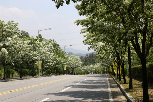 광주 5·18민주묘지로 가는 길에 활짝 핀 이팝나무 꽃. 광주-담양 간 국도에서 묘지까지 3킬로미터에 걸쳐 이팝나무 가로수가 심어져 있다.