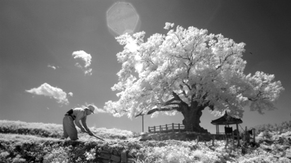  13일 거창 위천면 황산마을 느티나무 앞 일하는 촌로(일반 디카를 적외선카메라로 개조 후 적외선 필터 착용 후 촬영).