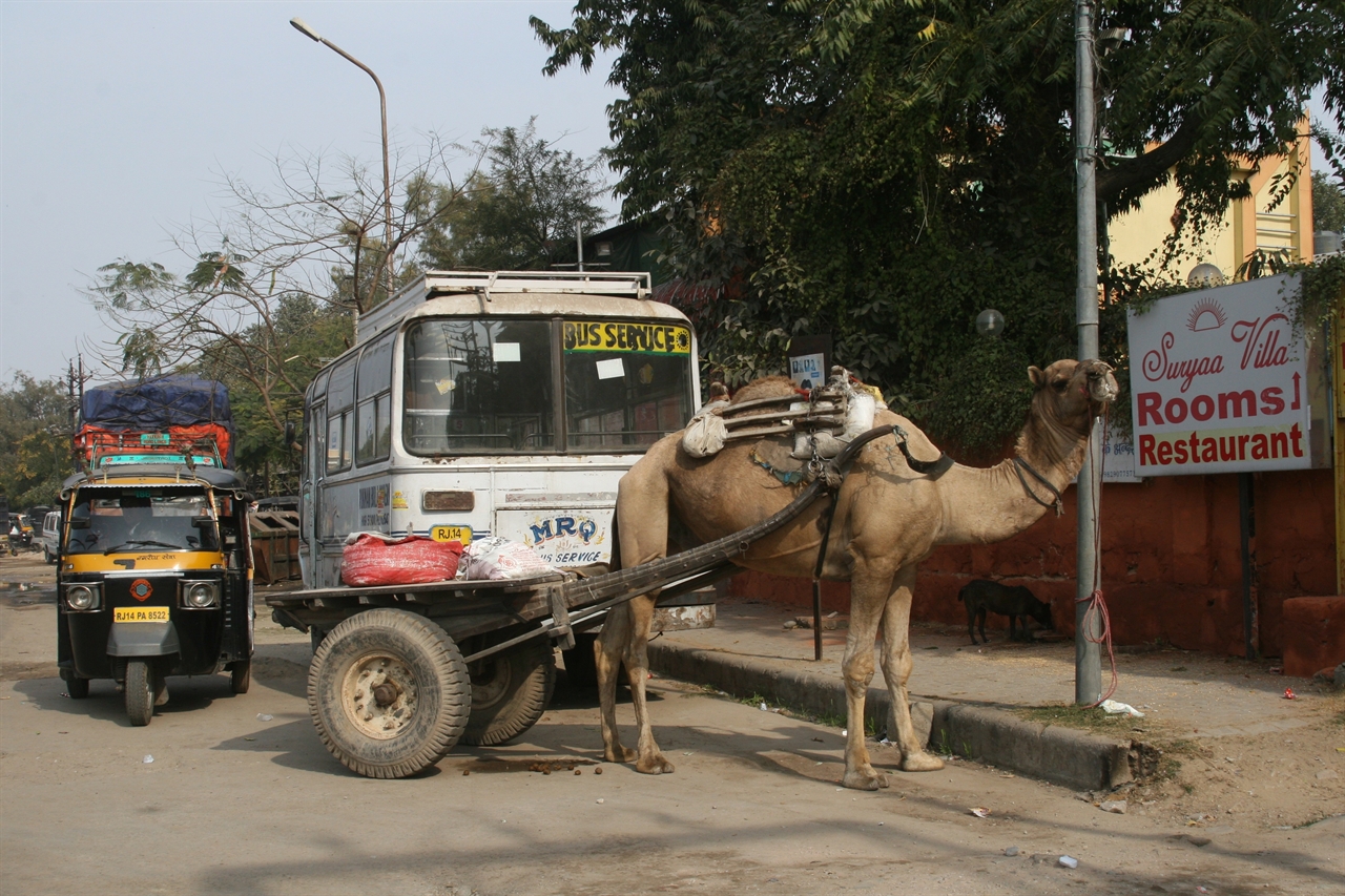 자이푸르 역 근처의 전경. 주인을 기다리는 낙타.
