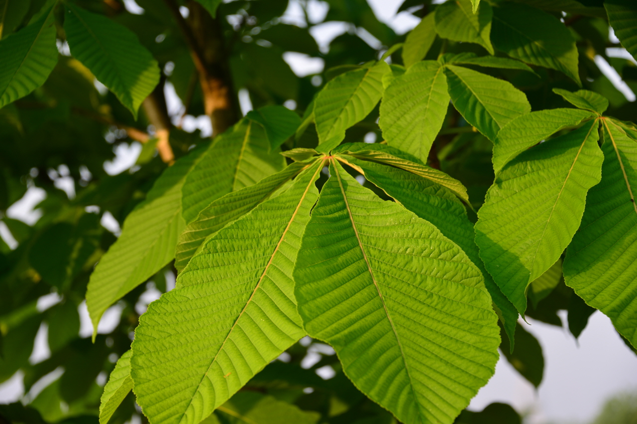 잎이 대부분 7장이라서 칠엽수라 부른다. 어떤 것은 5장 내지 8장도 있다. 