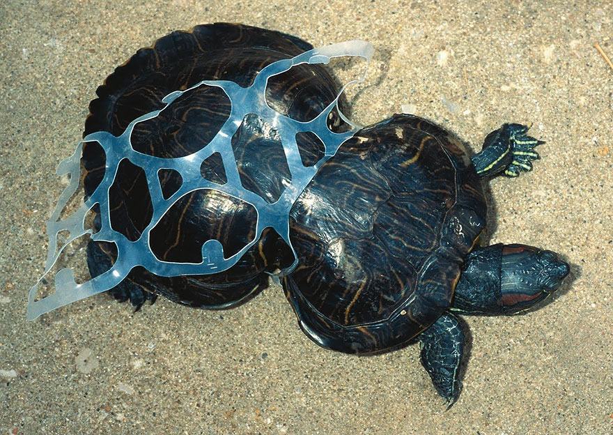 우리가 무심코 버린 비닐포장지는 바다거북이를 평생을 괴롭히고 있습니다. 
