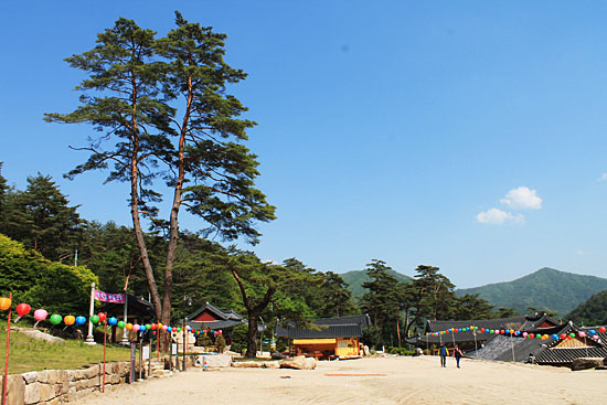 법흥사 경내, 만다라전 앞에 서 있는 소나무.