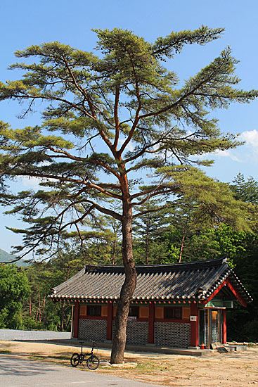 법흥사 경내 해우소 앞에 서 있는 소나무 한 그루. 내 몸 안에 자리를 잡고 있는 나쁜 기운들은 모두 다 이곳에 쏟아내고서 되돌아가시기를...