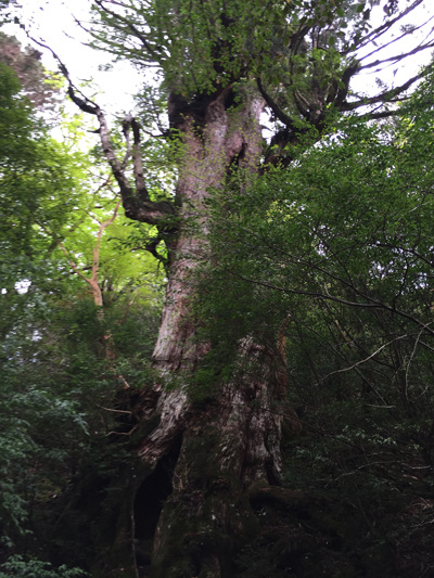 조몬스기 발견 전까지 가장 오래된 삼나무였던 대왕 삼나무