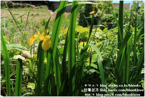 '우리 집 꽃' 가운데 하나인 노랑붓꽃은 5월 18일에 첫 꽃송이를 터뜨렸습니다.