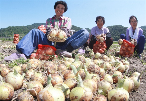 21일 오전 경남 함양군 유림면 사안마을 박문영(48)씨 양파논에서 농민들이 조생종 양파를 수확하고 있다.