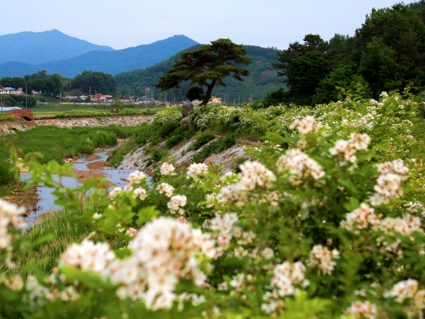 2013년 6월 1일 장사익 음악회 때 찍은 찔레꽃 둑방길.(저만치 보이는 나무가 이른바 ‘장사익 소나무’다.)